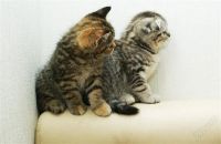 Лот: 1961543. Фото: 3. Шотландские котята. Лучший подарок... Растения и животные