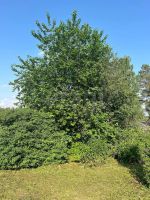 Лот: 25284060. Фото: 20. 2-комн. дача , деревня Раскаты...