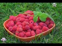 Лот: 7965301. Фото: 4. Продам Малину, цена договорная...