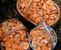Лот: 8147017. Фото: 2. грибы рыжики. Продукты