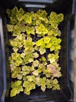 Лот: 12492813. Фото: 3. Гейхера Рекс Пепл (Heuchera Rex... Для дачи, дома, огорода, бани, парка