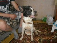 Лот: 2763088. Фото: 2. Самый верный пес!!только самым... Животные и уход