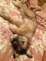 Лот: 2410336. Фото: 2. Собака в теплой шубе, СМОТ.ЛОТ... Животные и уход