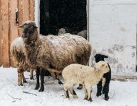 Лот: 13401115. Фото: 4. Молодые овечки - Ярочки от 2,5... Красноярск