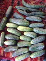 Лот: 1621119. Фото: 2. на еду ( не для засолки ) большие... Продукты