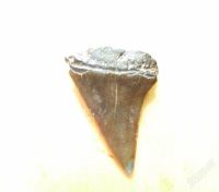 Лот: 2000118. Фото: 2. Зуб акулы .. Коллекционирование, моделизм