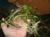 Лот: 5633347. Фото: 2. продам тазик травы)))). Аквариумистика