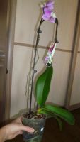 Лот: 3535408. Фото: 3. орхидея фаленопсис № 34 (точечная... Растения и животные