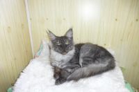 Лот: 4878929. Фото: 2. Мейн-кун девочка черный дым/ мейн... Животные и уход