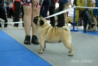 Лот: 10635283. Фото: 3. Очаровательная мопсо-девочка. Растения и животные