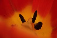 Лот: 5485363. Фото: 2. макроадаптер реверсионный для... Аксессуары, расходные материалы