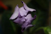 Лот: 4433084. Фото: 5. Глоксиния фиолетовая простая 5...