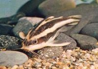 Лот: 1842016. Фото: 3. сом платидорас пара крупные -... Растения и животные