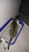 Лот: 9838410. Фото: 4. Котенок-тигренок ищет дом. 89048951337. Красноярск