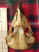 Лот: 15109992. Фото: 4. череп орла