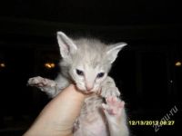 Лот: 2351837. Фото: 2. Котята от донского сфинкса. Животные и уход