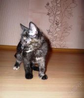 Лот: 815144. Фото: 3. Котята. Растения и животные