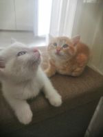 Лот: 17888307. Фото: 7. Котятки рыжие и белая