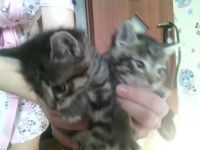 Лот: 3789887. Фото: 3. котята. Растения и животные
