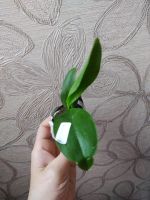 Лот: 16551805. Фото: 7. Орхидея Фаленопсис сорт Mimi/3...