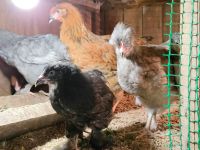 Лот: 13360353. Фото: 2. Цыплята несушки цветные (мясо-яичные... Животные и уход