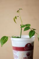 Лот: 4735364. Фото: 4. Роза комнатная, нежно-розовая. Красноярск