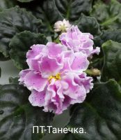 Лот: 8876993. Фото: 2. Фиалка ПТ-Танечка- лист. Комнатные растения и уход