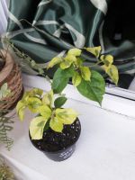 Лот: 9823639. Фото: 2. Бугенвиллия "San diego red variegata... Комнатные растения и уход