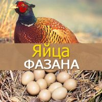 Лот: 11401750. Фото: 2. Инкубационное Яйцо Фазана "Охотничьего... Животные и уход