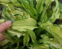Лот: 4268843. Фото: 4. хоста 'Жанет Дей' (hosta 'Janet... Красноярск