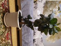 Лот: 17008053. Фото: 2. Кротон. Комнатные растения и уход