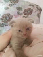 Лот: 10646552. Фото: 4. Котята британцы. Красноярск