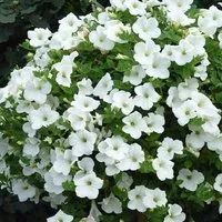 Лот: 11382442. Фото: 2. Surfinia Snow (Сурфиния Сноу... Семена, рассада, садовые растения