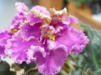 Лот: 9242579. Фото: 4. Продам фиалку Island Rose, взрослая. Красноярск