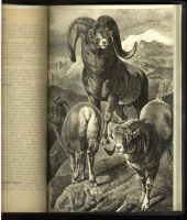 Лот: 17969923. Фото: 15. Энциклопедический словарь, Т-ва...