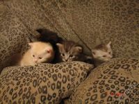 Лот: 1405719. Фото: 2. котята. Животные и уход