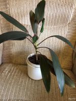 Лот: 9779538. Фото: 2. Кордилина 1. Комнатные растения и уход