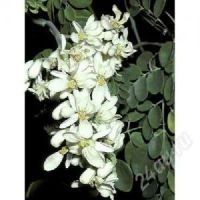 Лот: 2749504. Фото: 2. Моринга (Olifera) . Акуна матата... Комнатные растения и уход