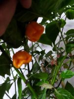 Лот: 18087446. Фото: 2. Плоды Carolina Reaper Каролинский... Комнатные растения и уход
