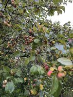 Лот: 25296286. Фото: 12. 3-комн. дача , село Арейское село...