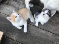 Лот: 9903164. Фото: 2. Котята. Животные и уход
