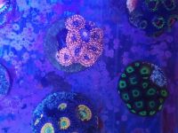 Лот: 12819319. Фото: 3. зоантарии utter chaos. Растения и животные