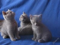 Лот: 1924008. Фото: 2. Британские голубые котята c документами... Животные и уход