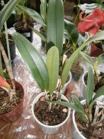 Лот: 10025709. Фото: 2. Орхидея.Каттлея.Ароматная. Комнатные растения и уход