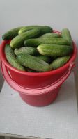 Лот: 5953170. Фото: 2. Огурцы+зелень для засолки без... Продукты