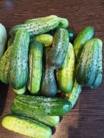 Лот: 23491641. Фото: 2. Кабачки свежие и огурцы. Продукты