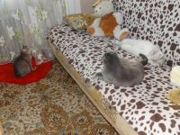 Лот: 3782417. Фото: 3. Милая и красивая киса ищет дом... Растения и животные