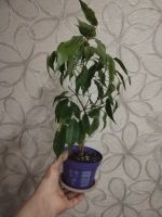 Лот: 25888977. Фото: 6. Фикус Бенджамин