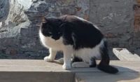 Лот: 20822564. Фото: 2. Кошка. Животные и уход