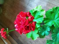 Лот: 19486606. Фото: 4. Пелагония Герань. Красноярск